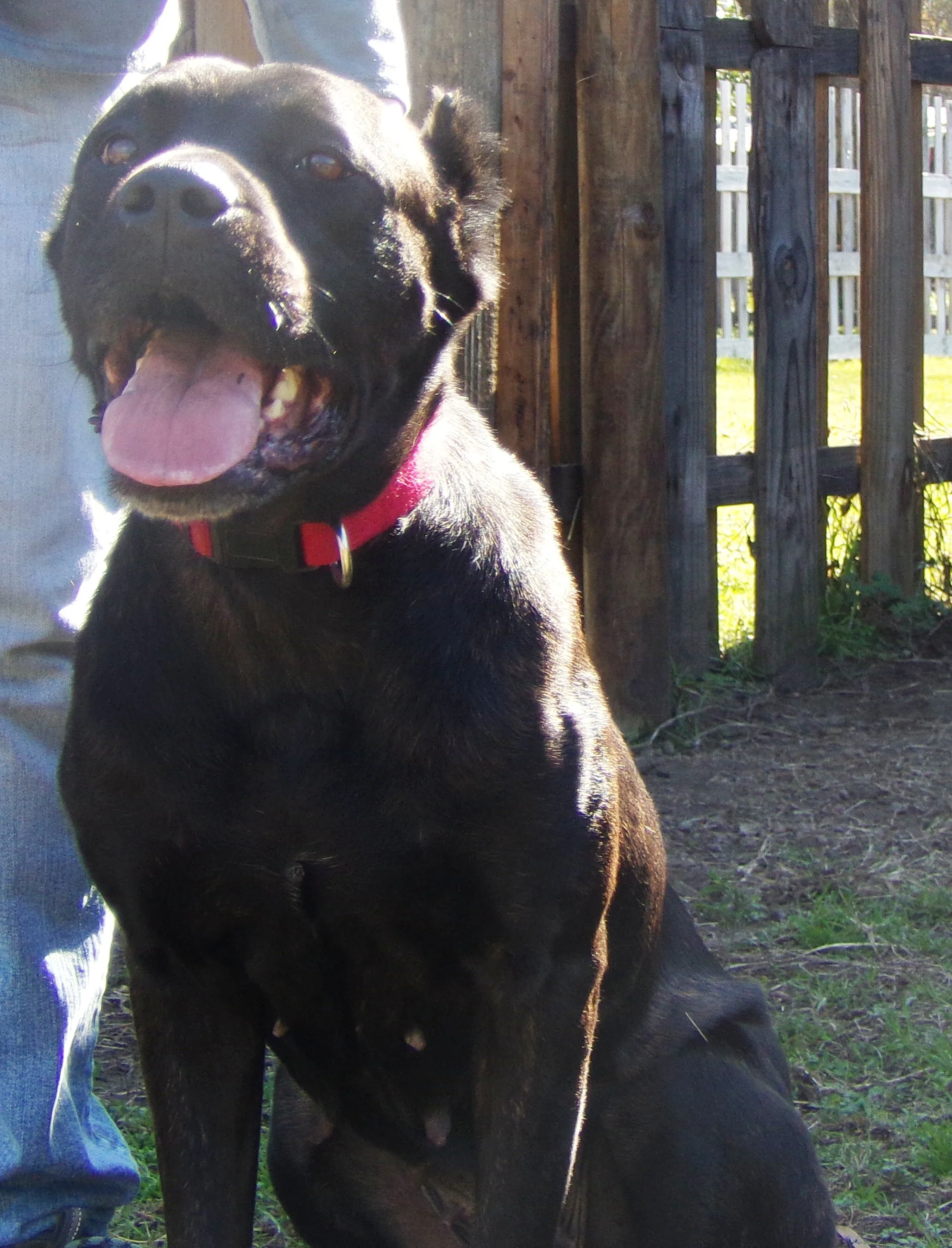 Beautiful Brie has a wonderful new home in Savannah, GA!