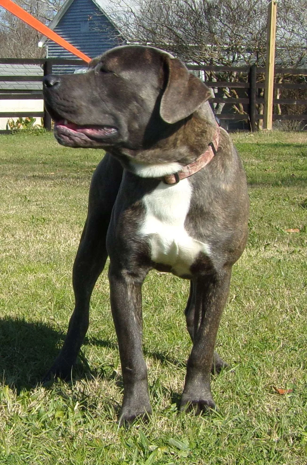 Jim found his forever with an awesome family from South Georgia!