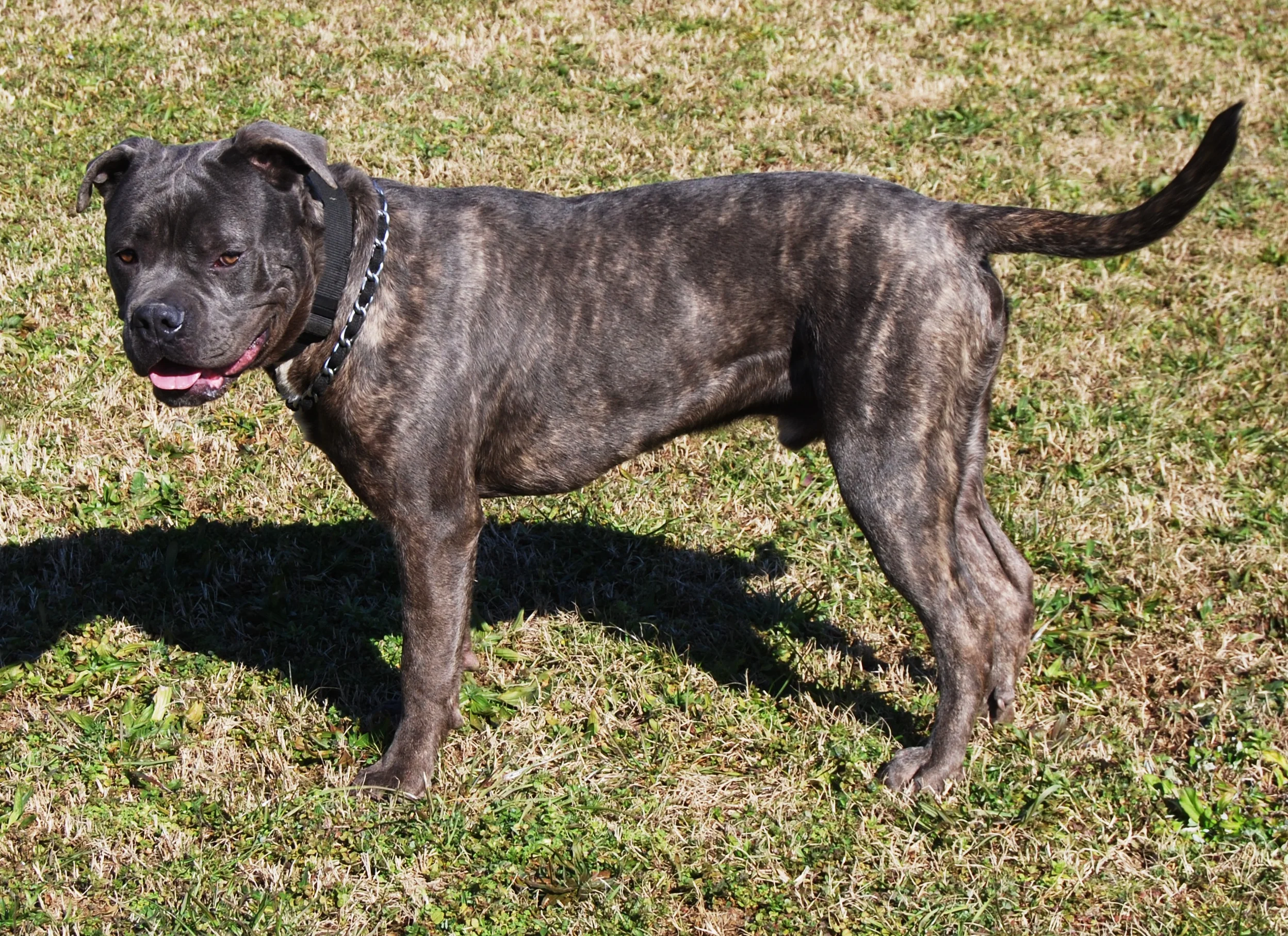Tyrion has a wonderful new life with his family in Shreveport, LA!