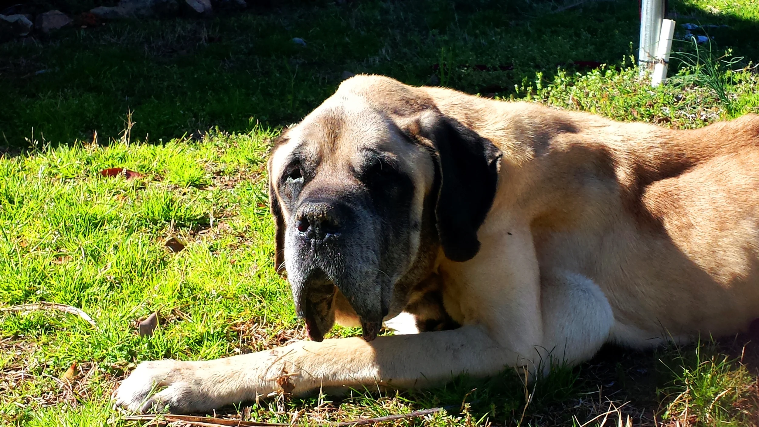 Max came to the Bullpen at the ripe old age of 11, after being found in the woods suffering from severe malnutrition and frostbite/exposure. He spent his last six weeks enjoying the sunshine, eating lots of delicious food, and sleeping on a warm, soft bed. When it was his time, he died with dignity and honor and more love than he had likely ever known. Although his passing leaves us with an immense sadness, we feel extraordinarily privileged to have had the opportunity to know this sweet boy.
