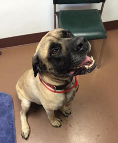 Boudreaux is an English Mastiff that's hanging out in cajun country!