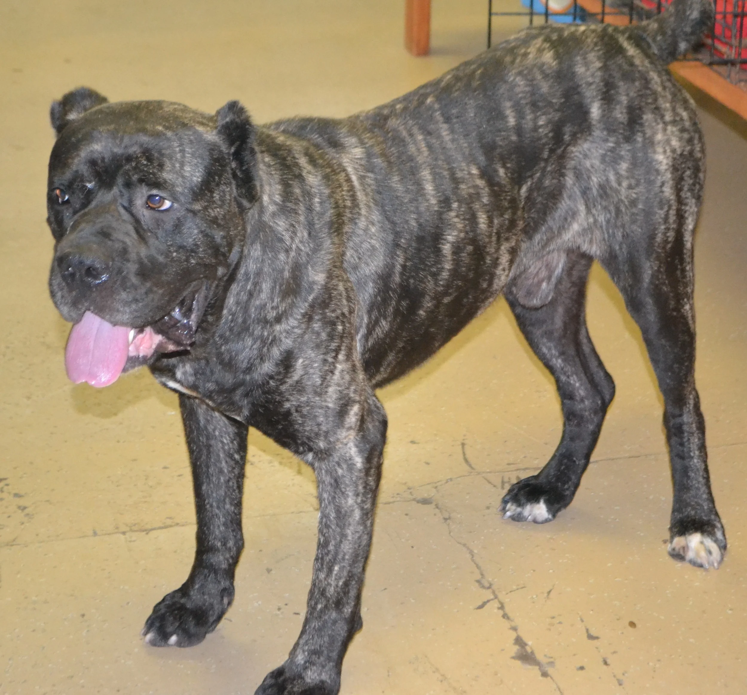Jackson has a wonderful new family in West Georgia!