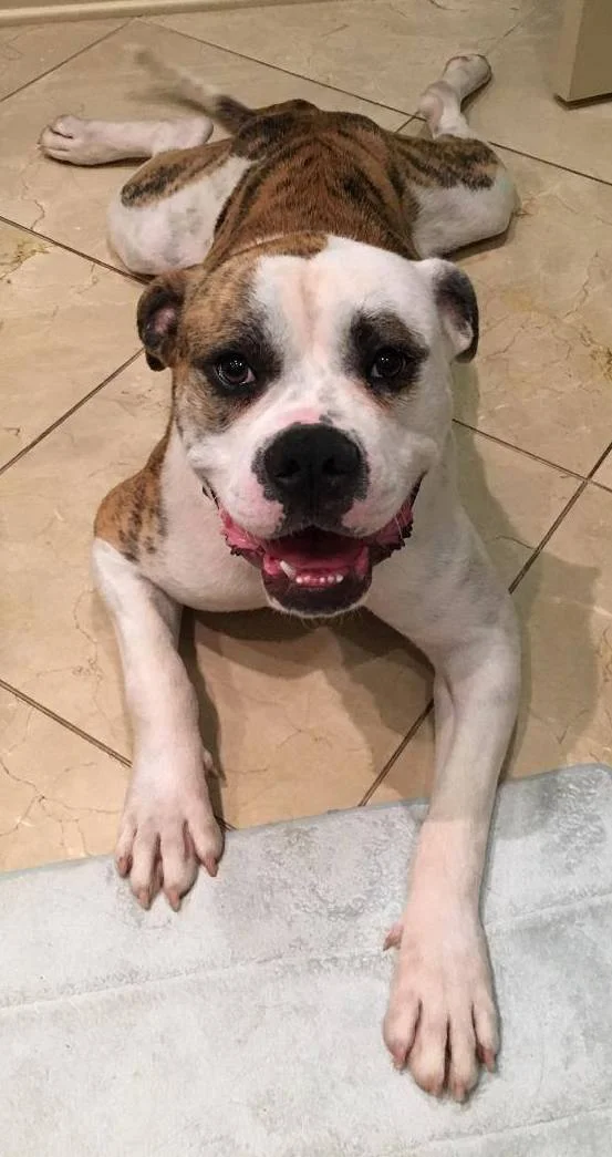 Booker was adopted by his foster home in Shreveport, LA!
