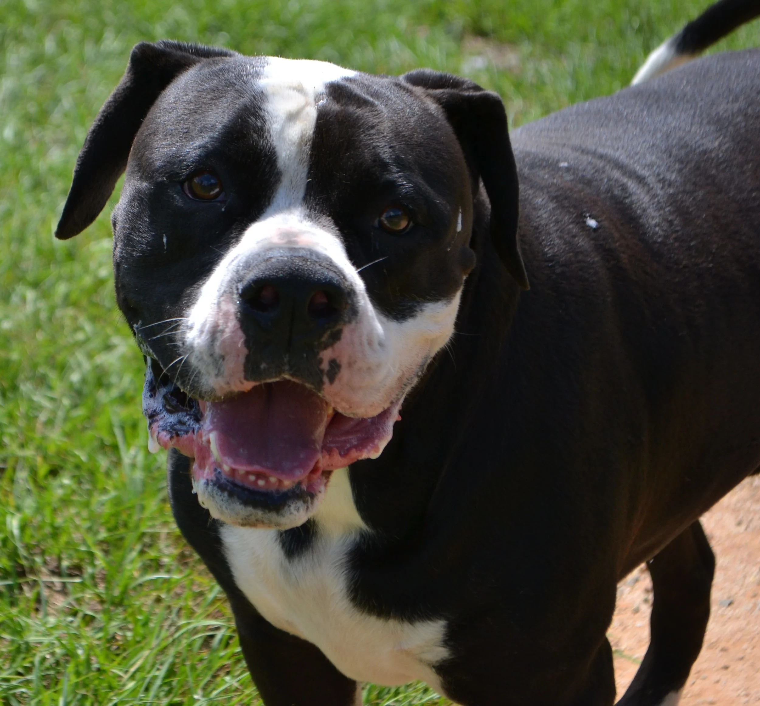 Sherman is so happy with his new family in Decatur, GA!