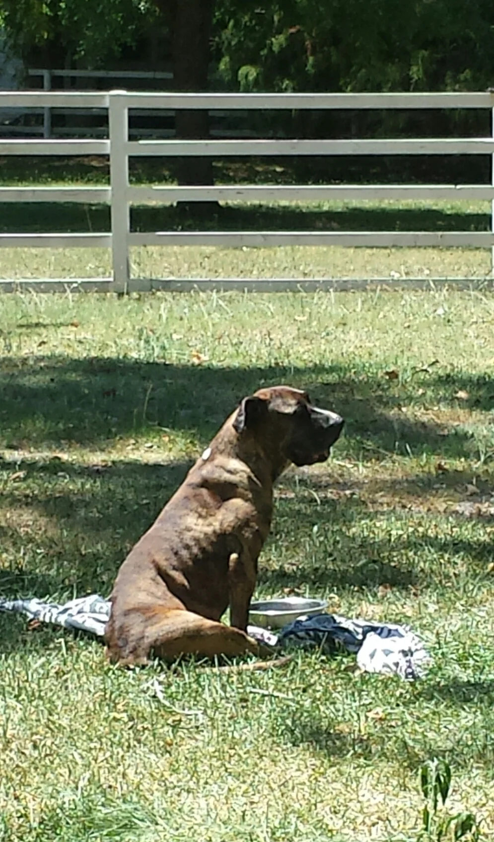 Spades was a wonderful Dane-mix who was very sick when we got her from the shelter. By the time she arrived at the Bullpen, there was nothing we could do to save her life. She spent her last week being spoiled rotten and left the world knowing she was loved.