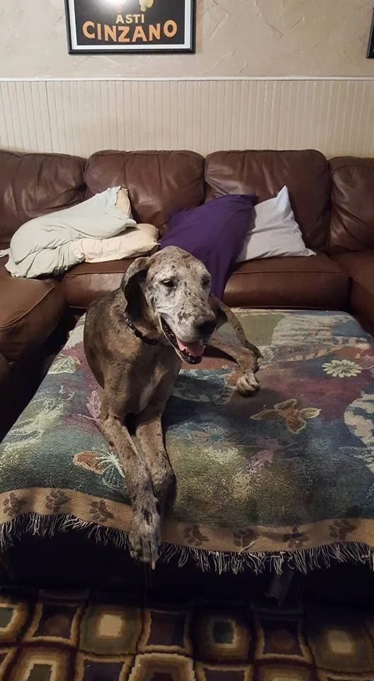 Marvelous Merlot is enjoying the good life at her new home in Dallas,TX!