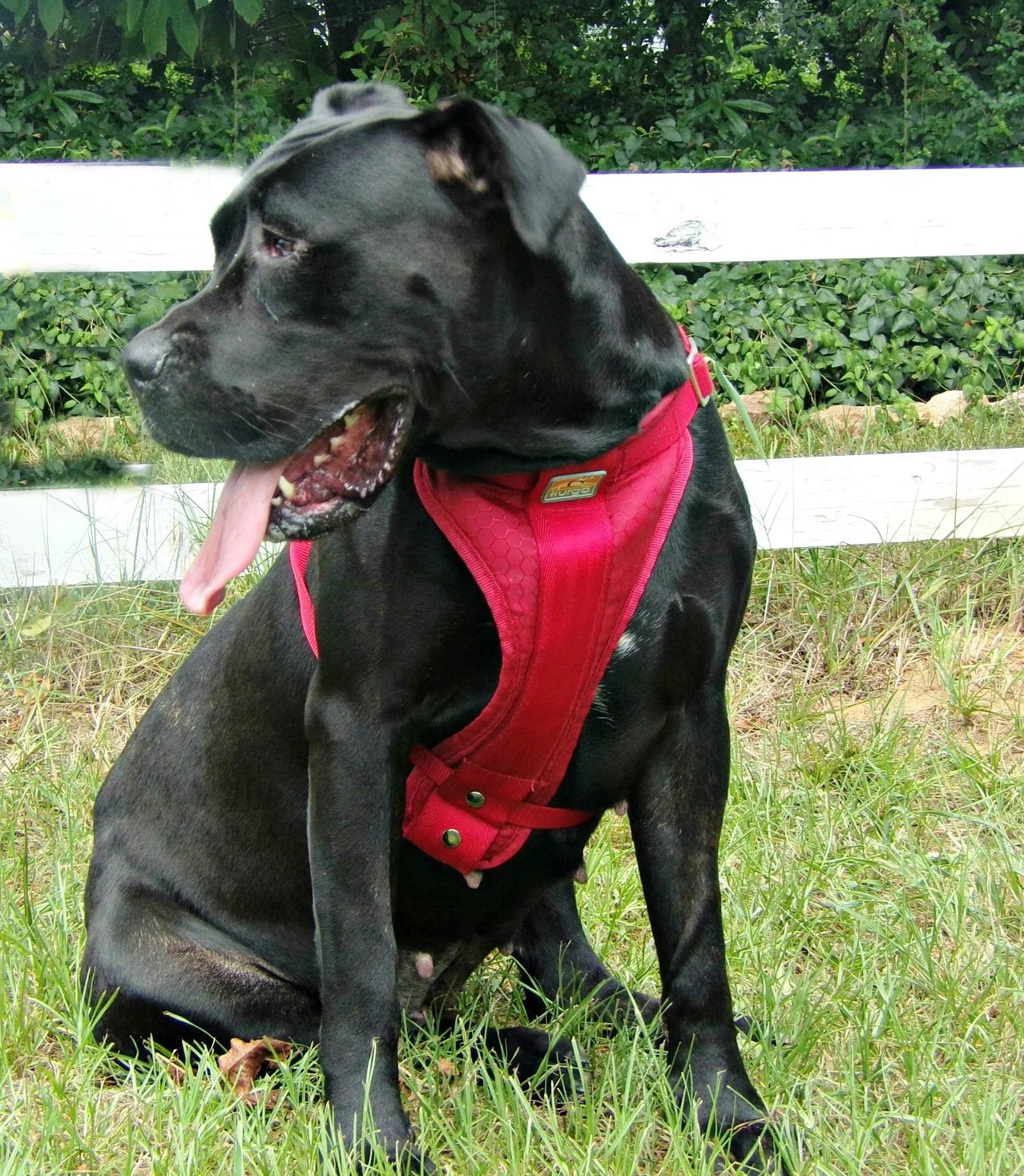 Bebee found her perfect forever with a family in Winston-Salem, NC.