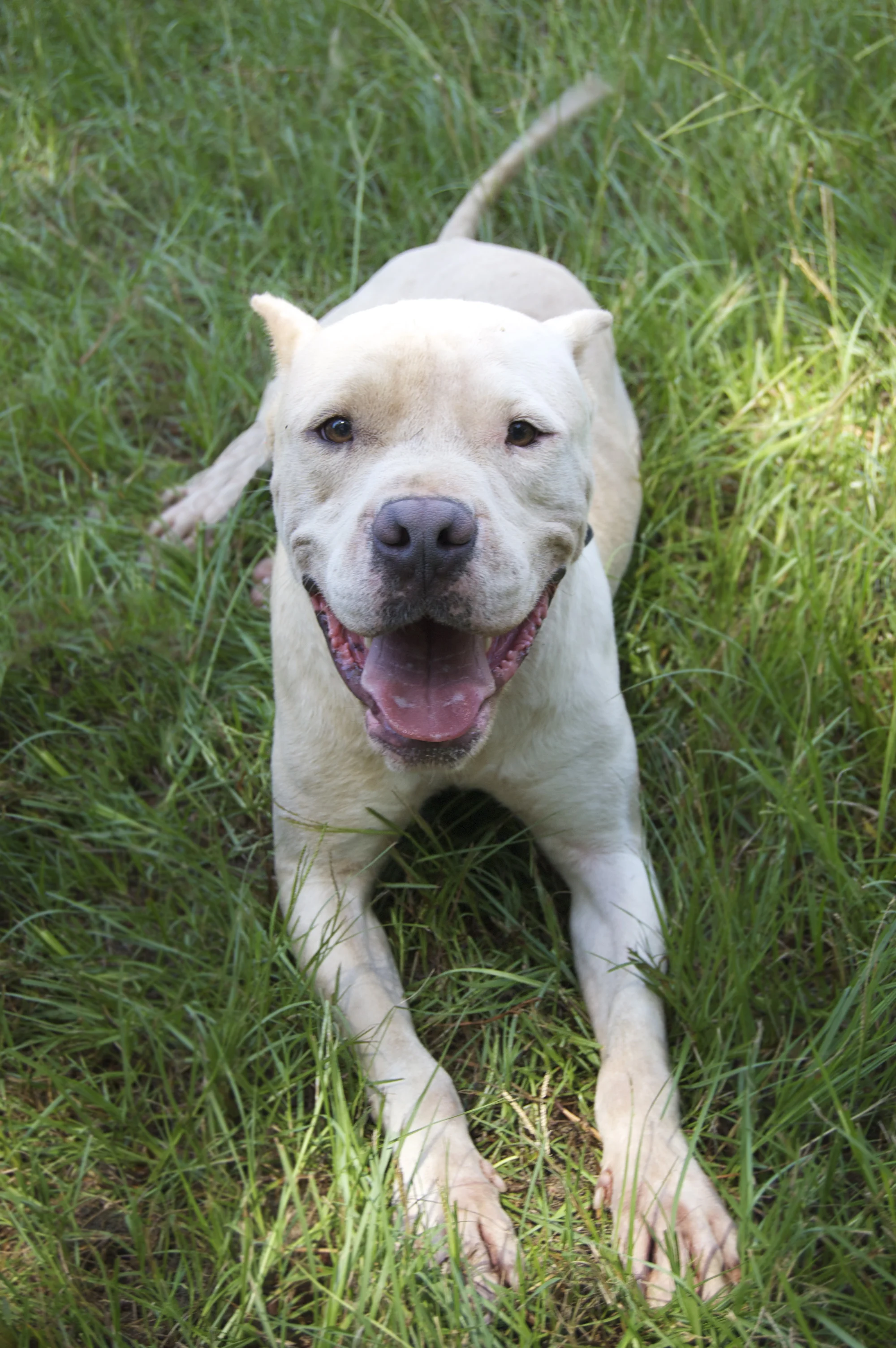 Jonah got an awesome new family in Thomson, GA.