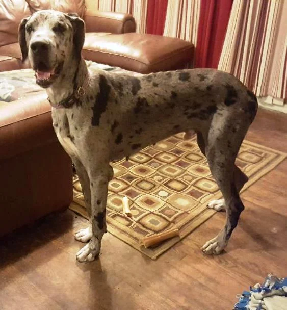 Colt is living with his new family in Augusta, GA!