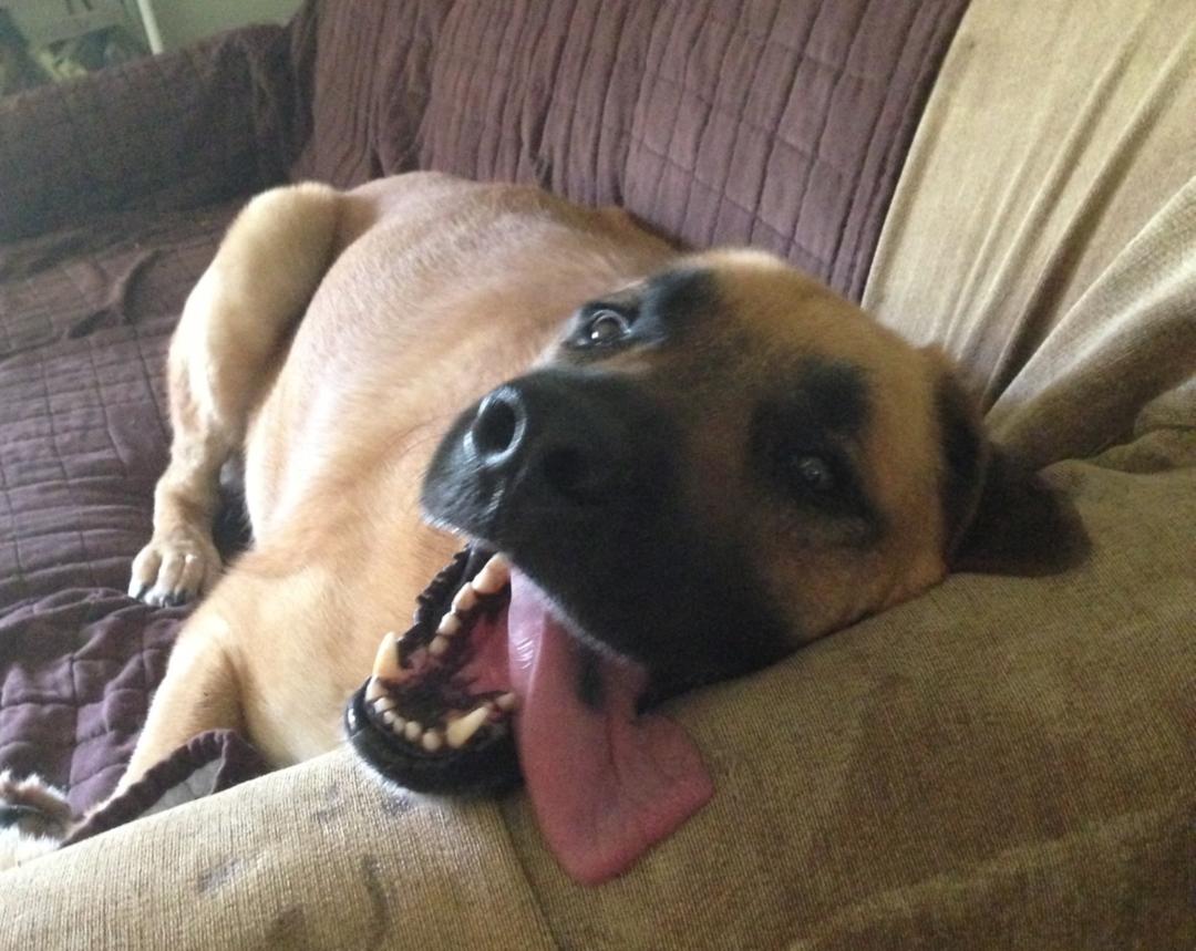 Monty has settled into his new home in Anderson, SC!