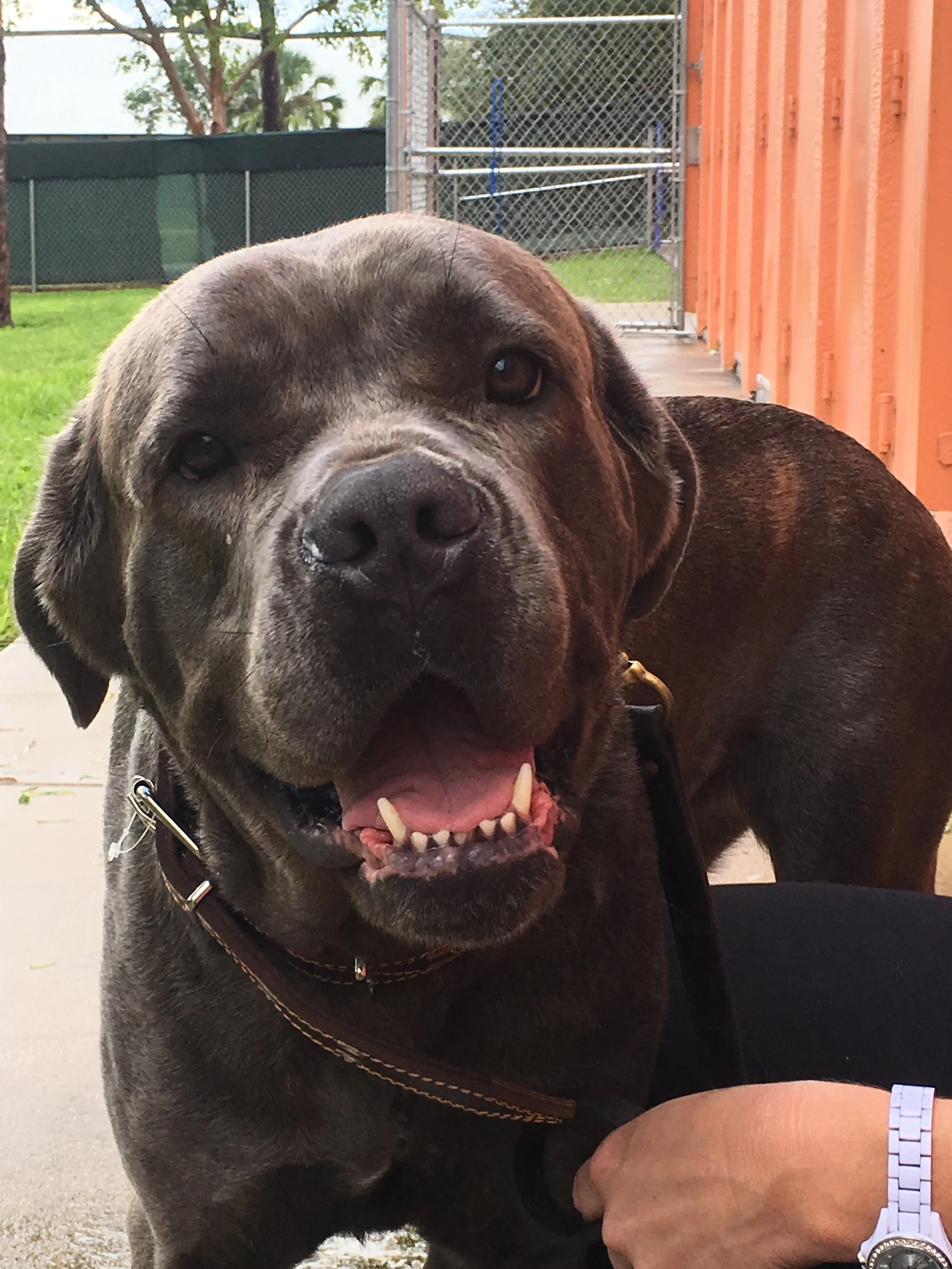 Babe has joined her new family (and Bullpen alumni Warren) in St. Louis, MO.