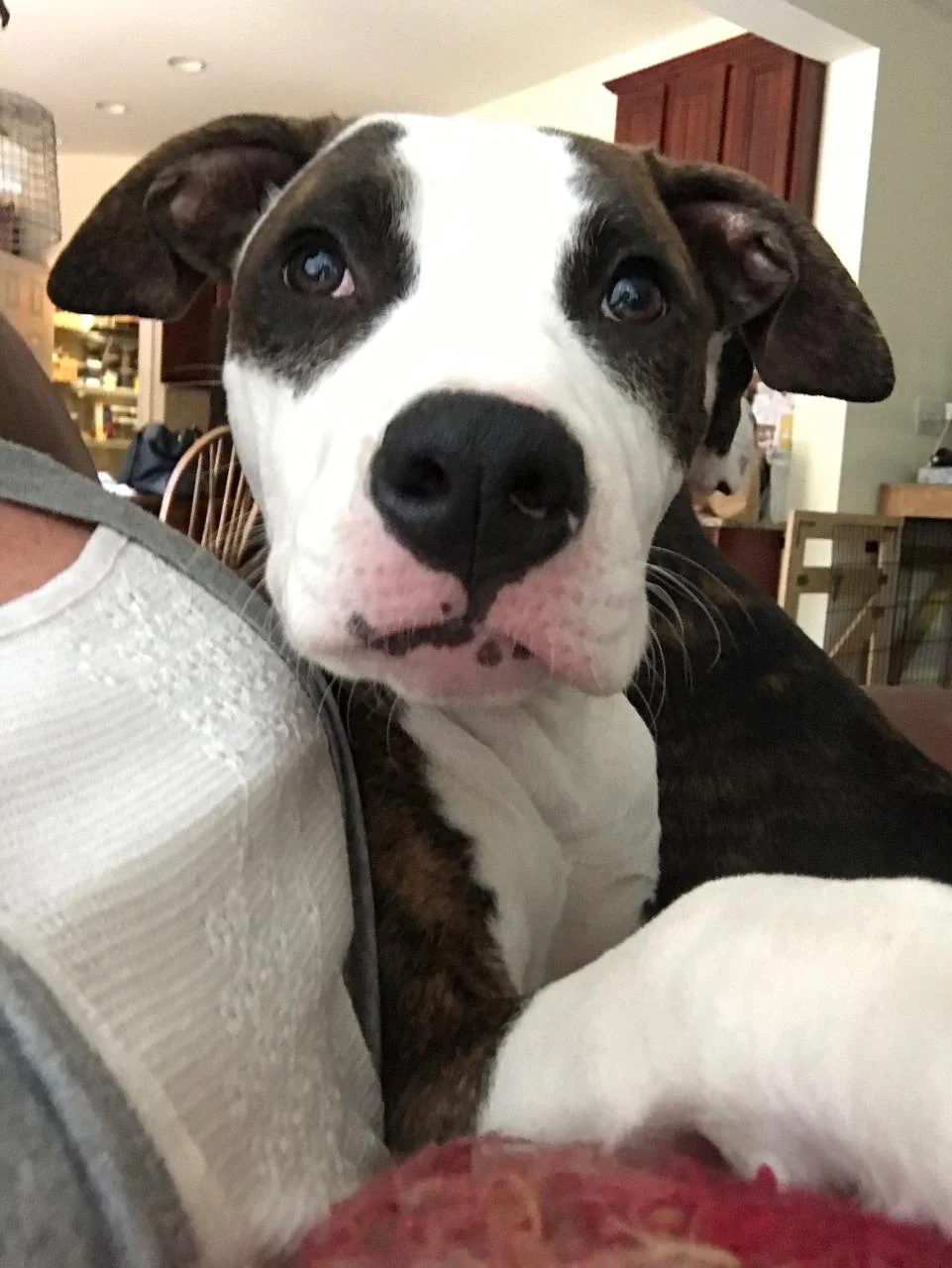 Archie is home at last in Alpharetta, GA!