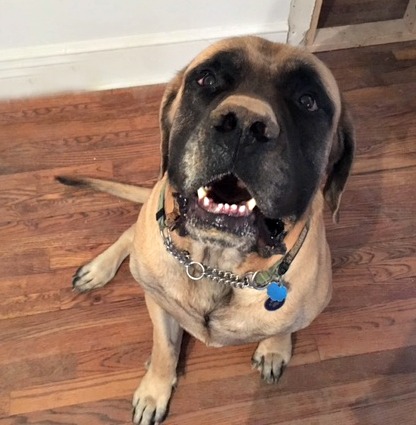 Bo found a fabulous forever in the Northeast.
