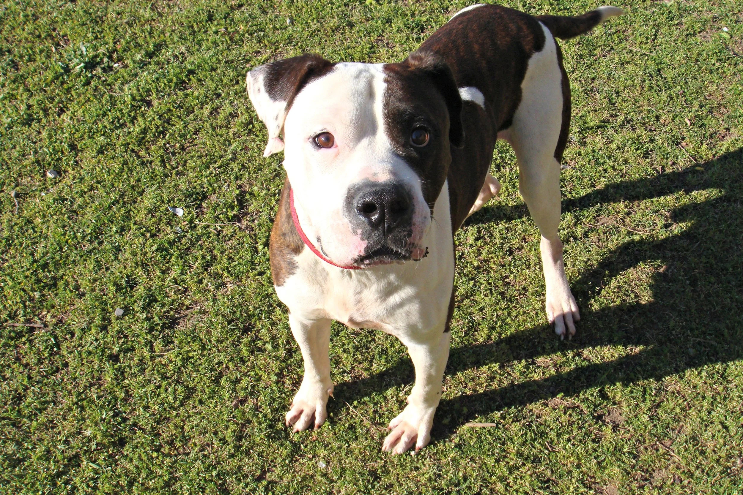 Giblet is living the life with his new family in Atlanta, GA!