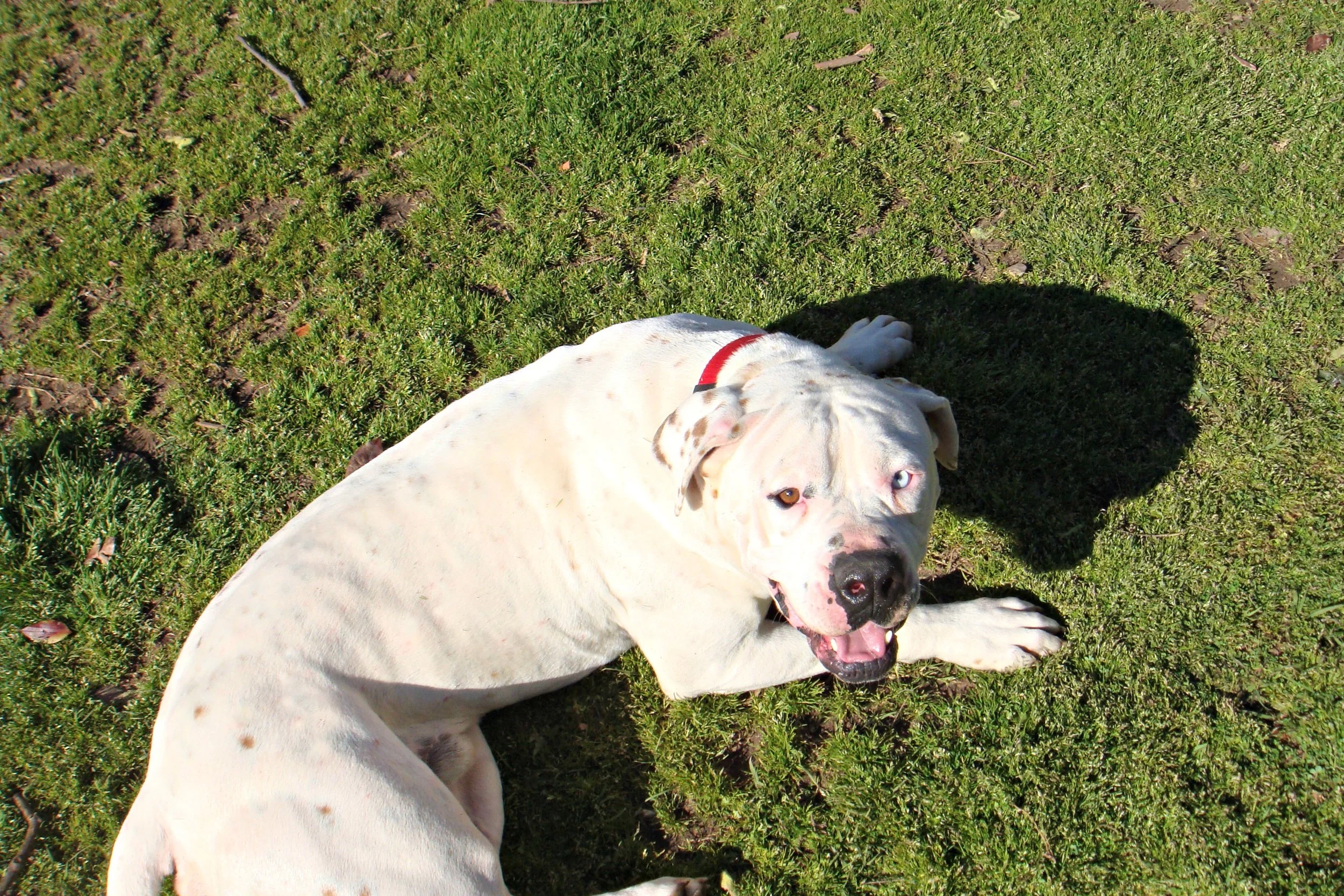Charlie is an energetic, loving, and very handsome Bulldog boy that loves his new people!