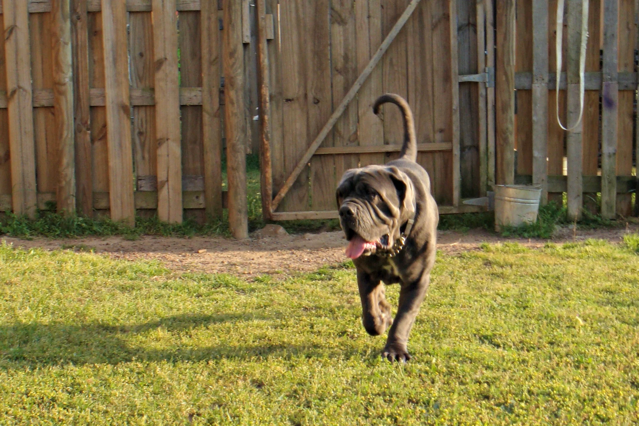 Hugo is an amazing 1 year old Neapolitan Mastiff boy that went to live in Kansas City!