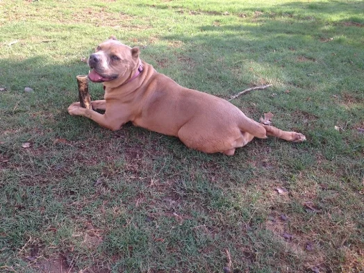 Gidget is a pint-sized Cane Corso with an amazing new home!
