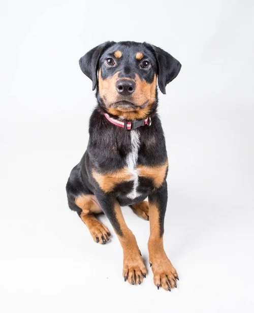 Mason is a magnificent Rottie puppy that found a great family near Atlanta!
