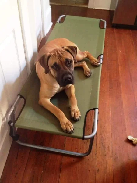 Rufus is a wonderful boy that found his new family!