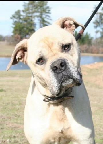 Cheese Ball was adopted by his foster family in Georgia!