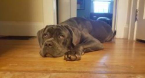 Carly started her new life in Colorado!