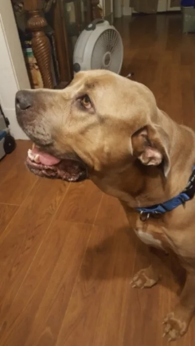 Jolie is a jovial Cane Corso girl that is adored by her new family!