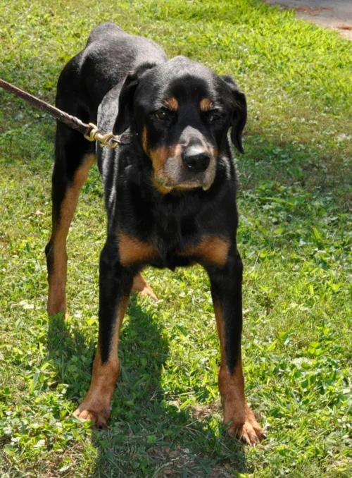 Daisy loves her new life on Dafuskie Island!