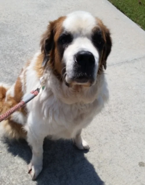 Sweet Sadie is a wonderful St. Bernard who found her forever!