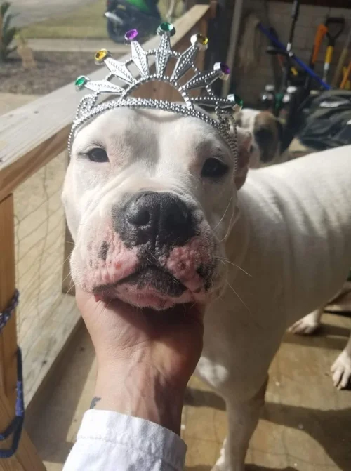 Belle is a beautiful Bulldog girl that was adopted by her foster home!
