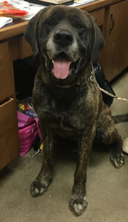 Boss was adopted by his foster home in Atlanta, GA!