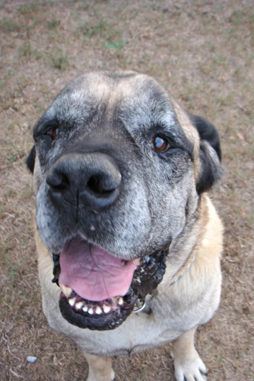 Hercules finally found his people in Atlanta, GA!