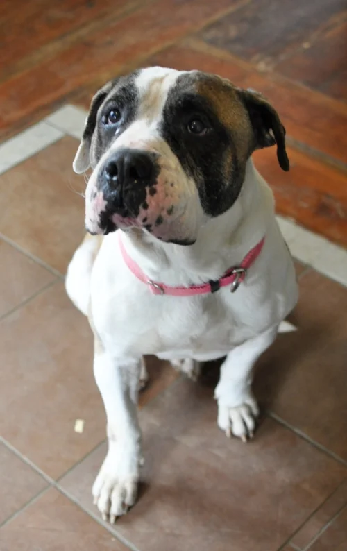 Bucky lives with his amazing new mom in Irmo, SC!