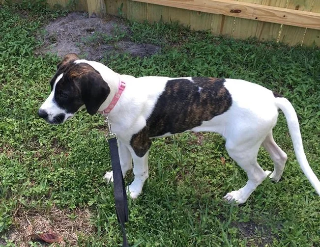 Gracie is a 4 month old Pied Mastiff that found her forever in Florida!