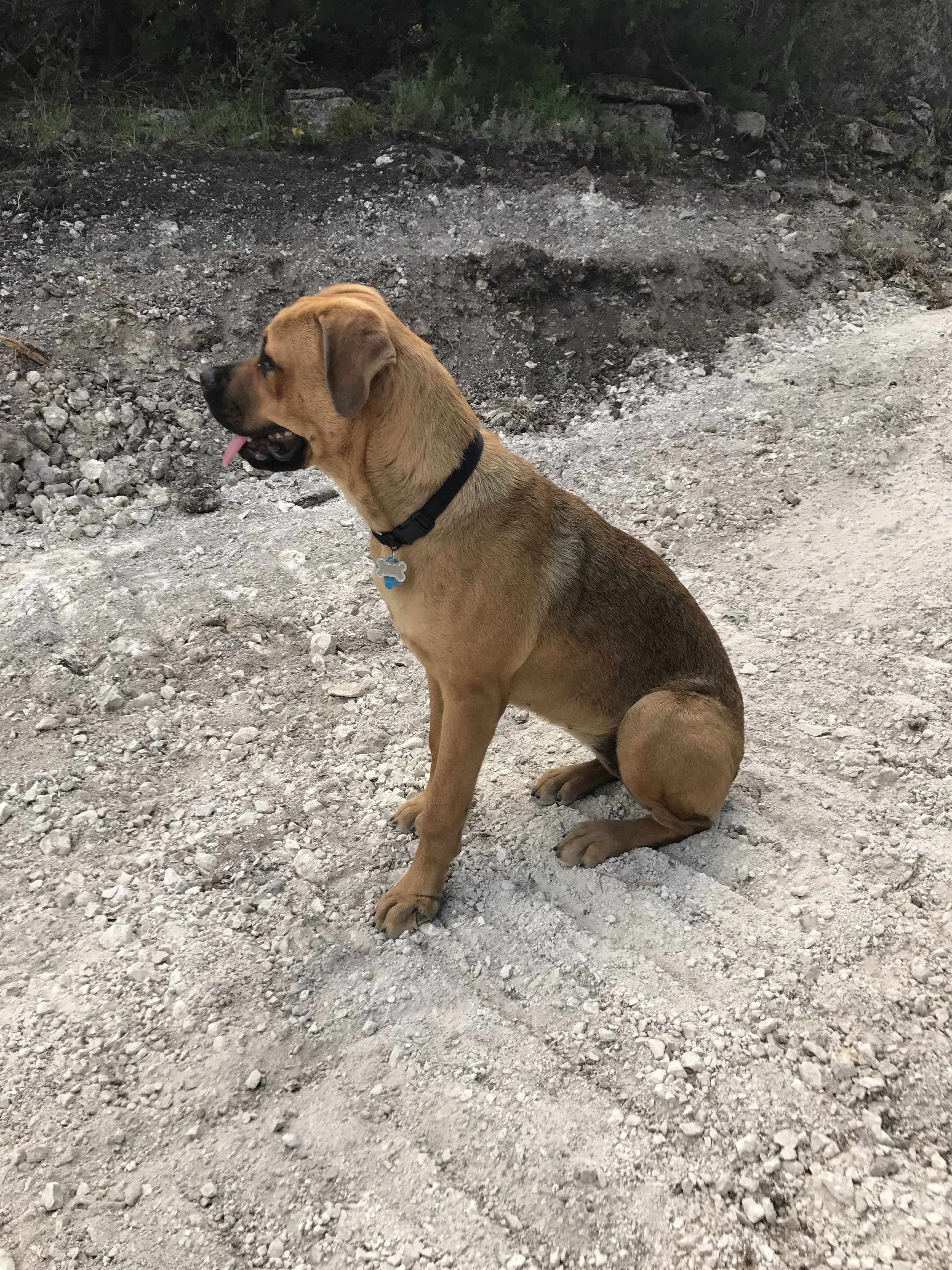 Scout is a 10 month old Mastiff- Rottweiler pup that has a wonderful home in Texas.