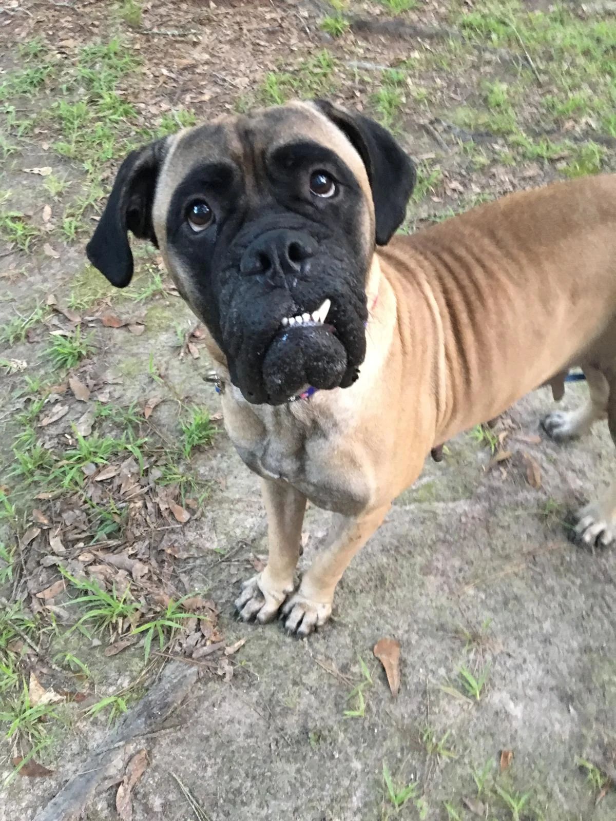 Mabel is a magical Bullmastiff lady that found her forever in New Iberia, LA!