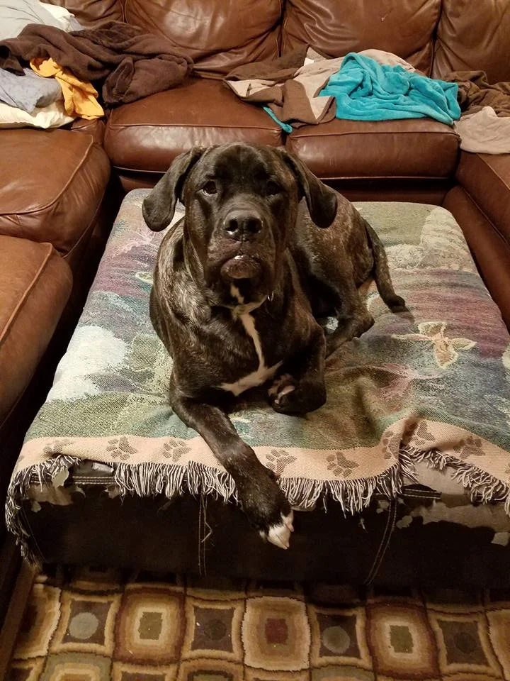 Lexie is a brilliant, brindle girl who found her forever in Dallas, TX!
