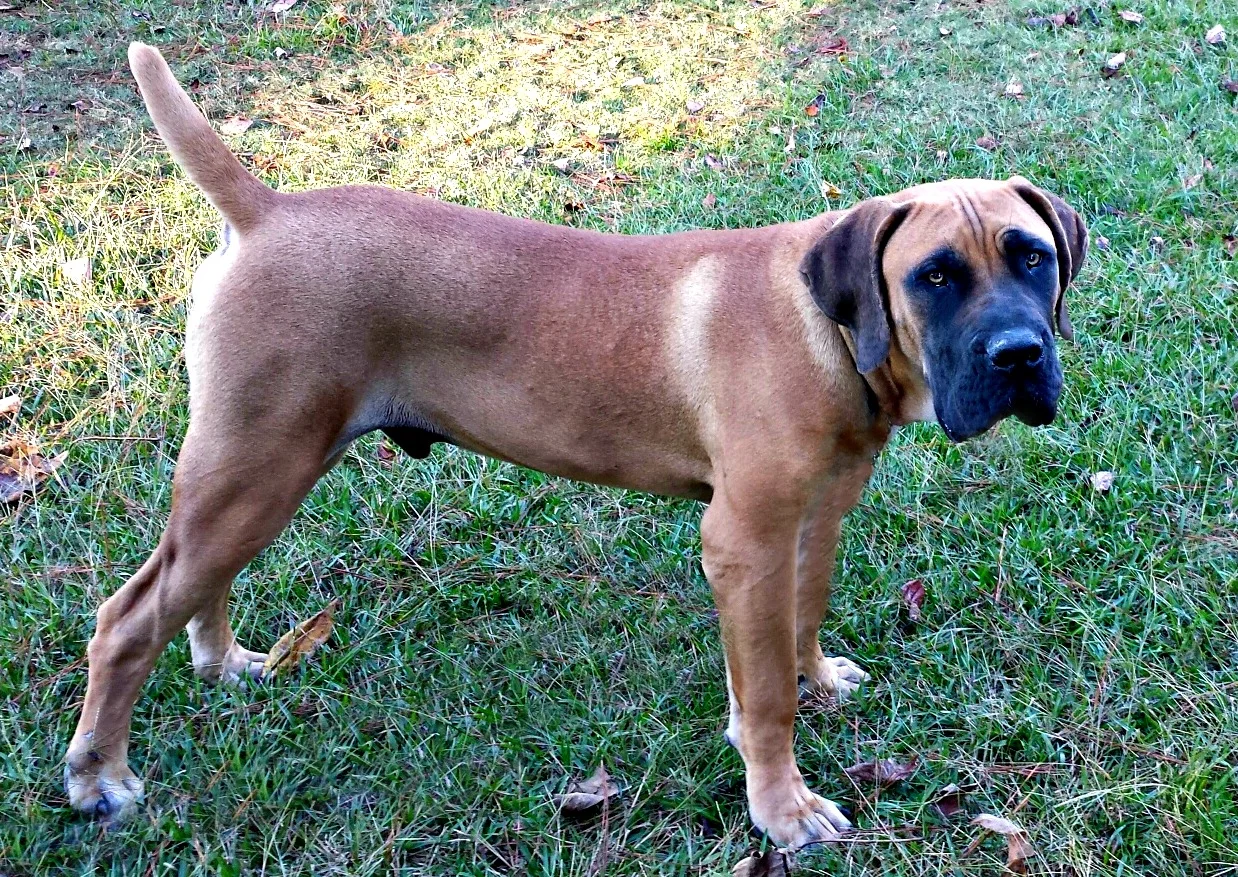 Astro is handsome Boerboel puppy that lives with his new family on Staten Island!
