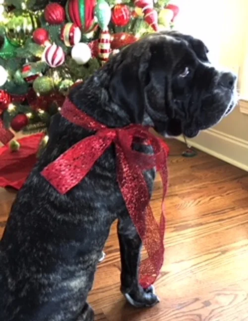 Clara found an amazing home in Alexandria, LA!