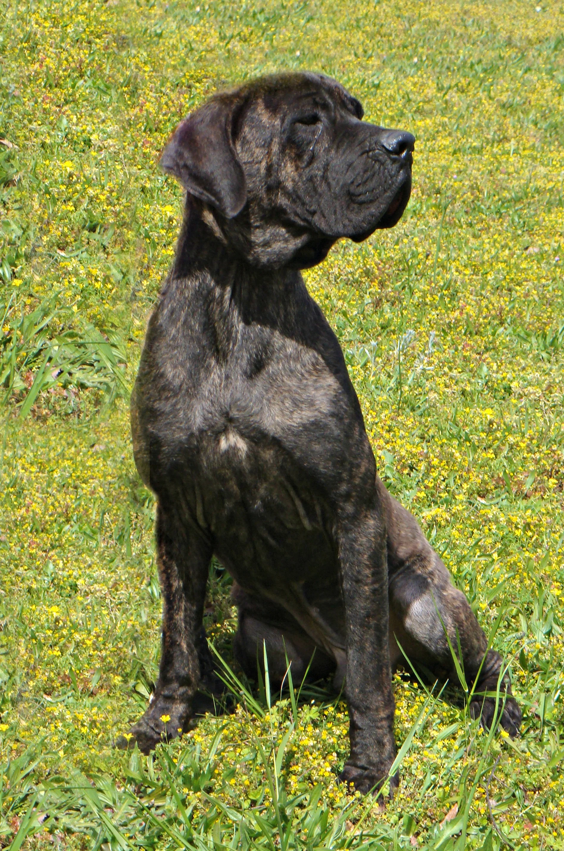 Butch found a fantastic family in Clarksville, GA.