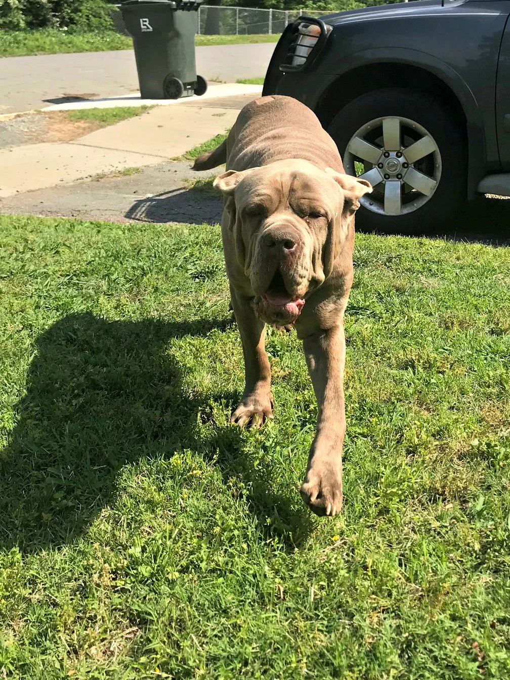 Honor found his forever with the McEwen family.