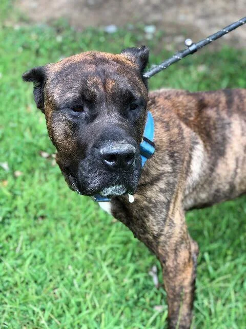 Zeus has a new lease on life with his people in Missouri!