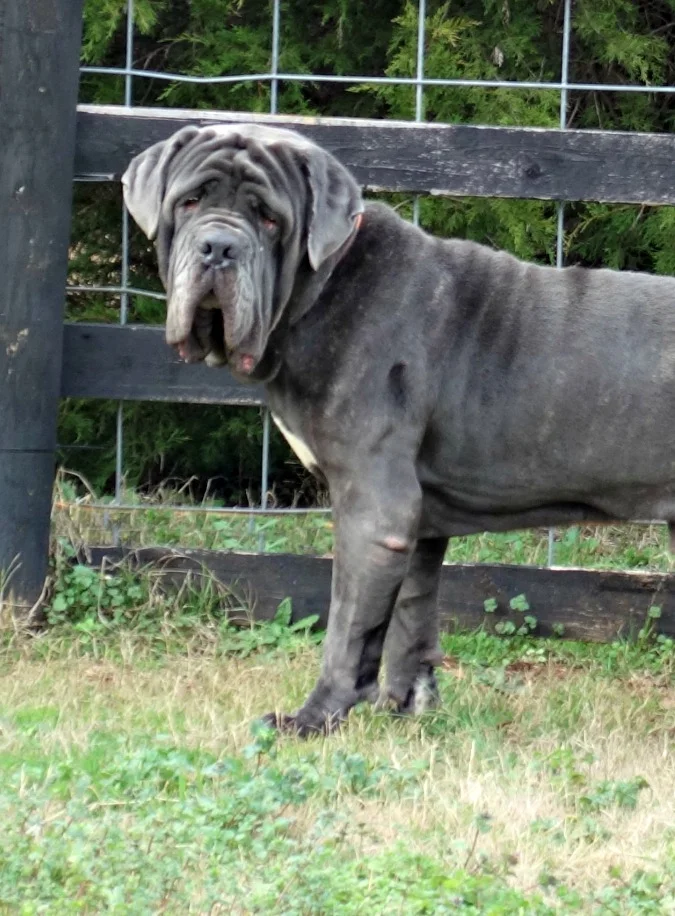Brutus found a fabulous family in Indiana!