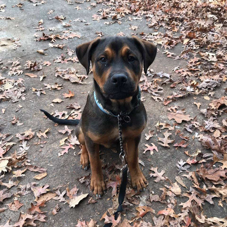 Rocco loves his new life with his family in North Carolina!