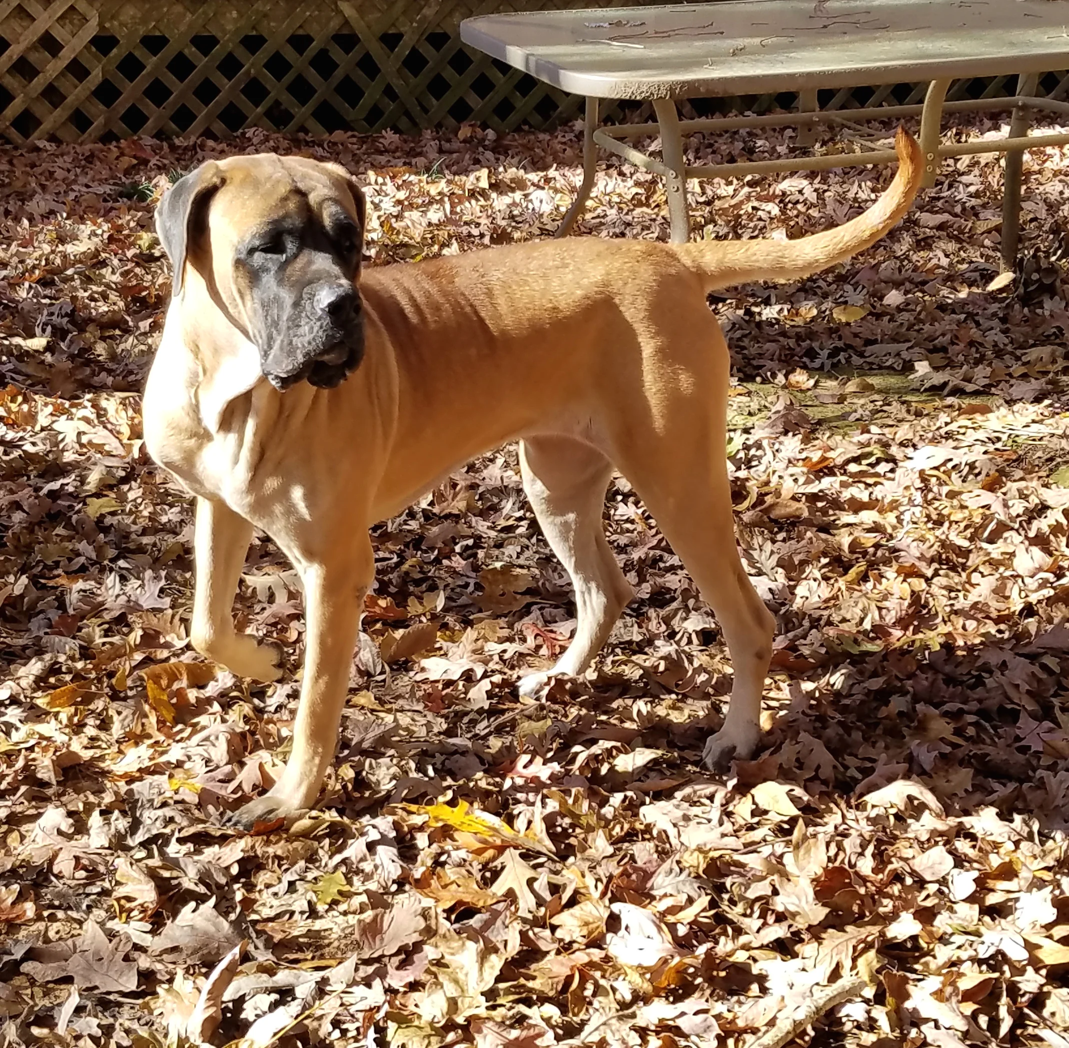 Callie is enjoying her new life with her wonderful family on the East Coast!