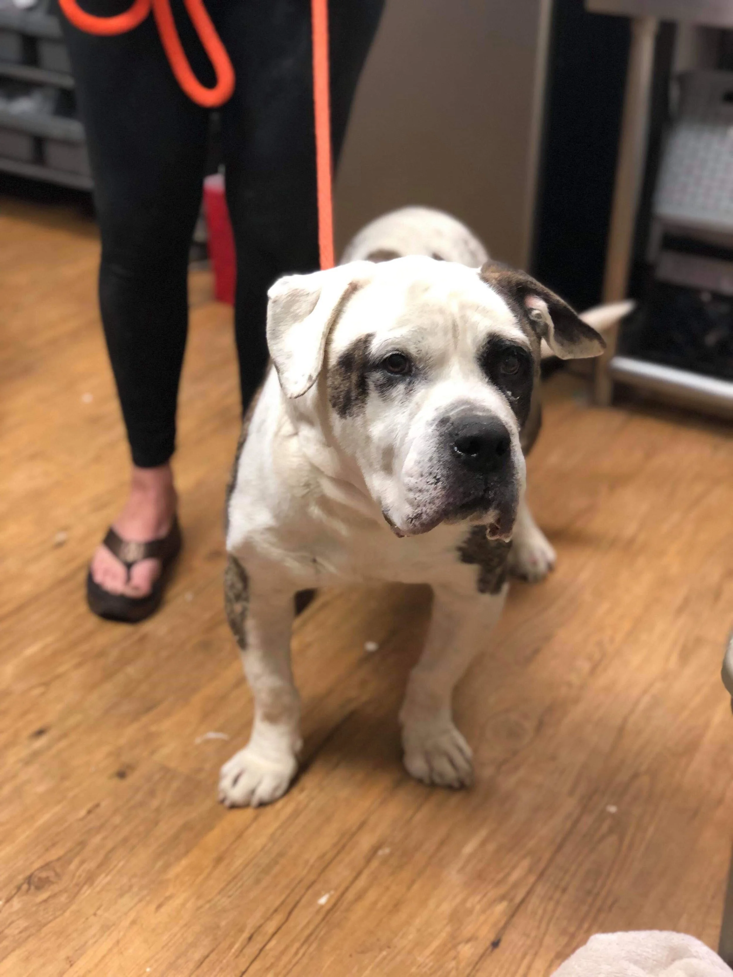 Rumble is an easy-going Bulldog boy currently being fostered in Louisiana.