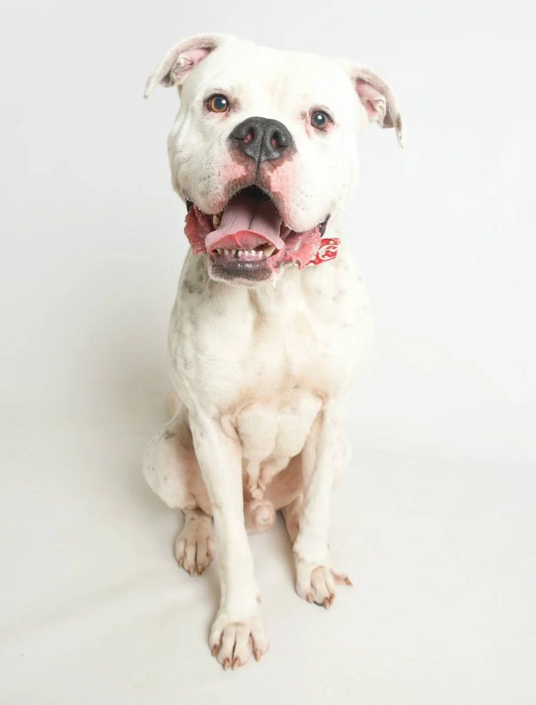 Ducati is a gorgeous American Bulldog boy with lots of energy and love to give!