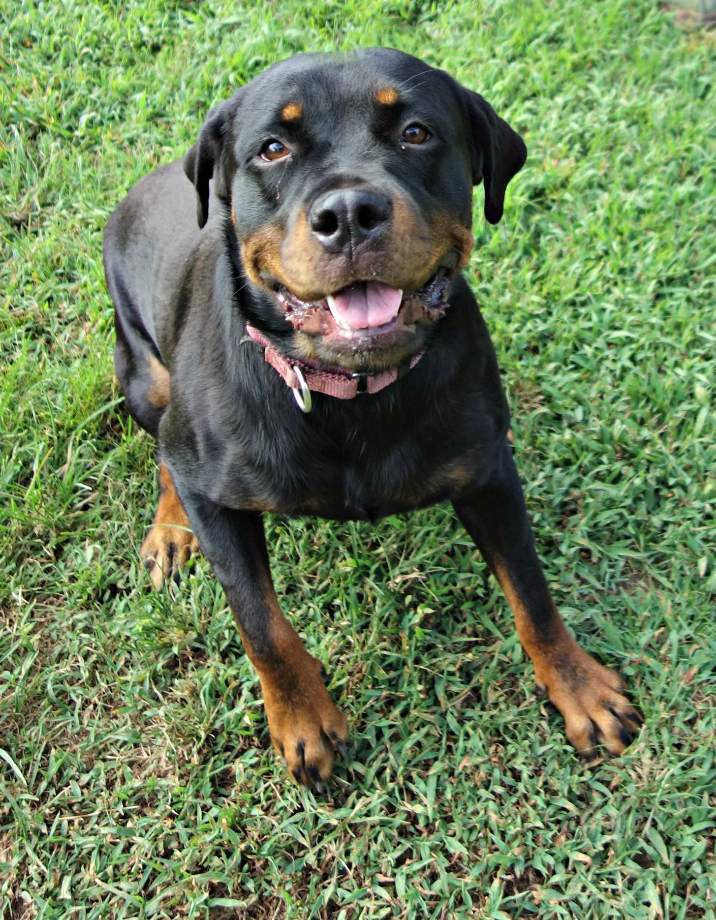 Our Dogs The Bullpen Way Station Sanctuary