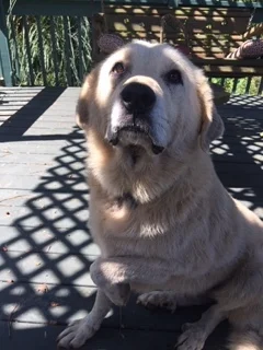 Grace is an easy-going Pyr-Lab mix who loves to spend time with the family!
