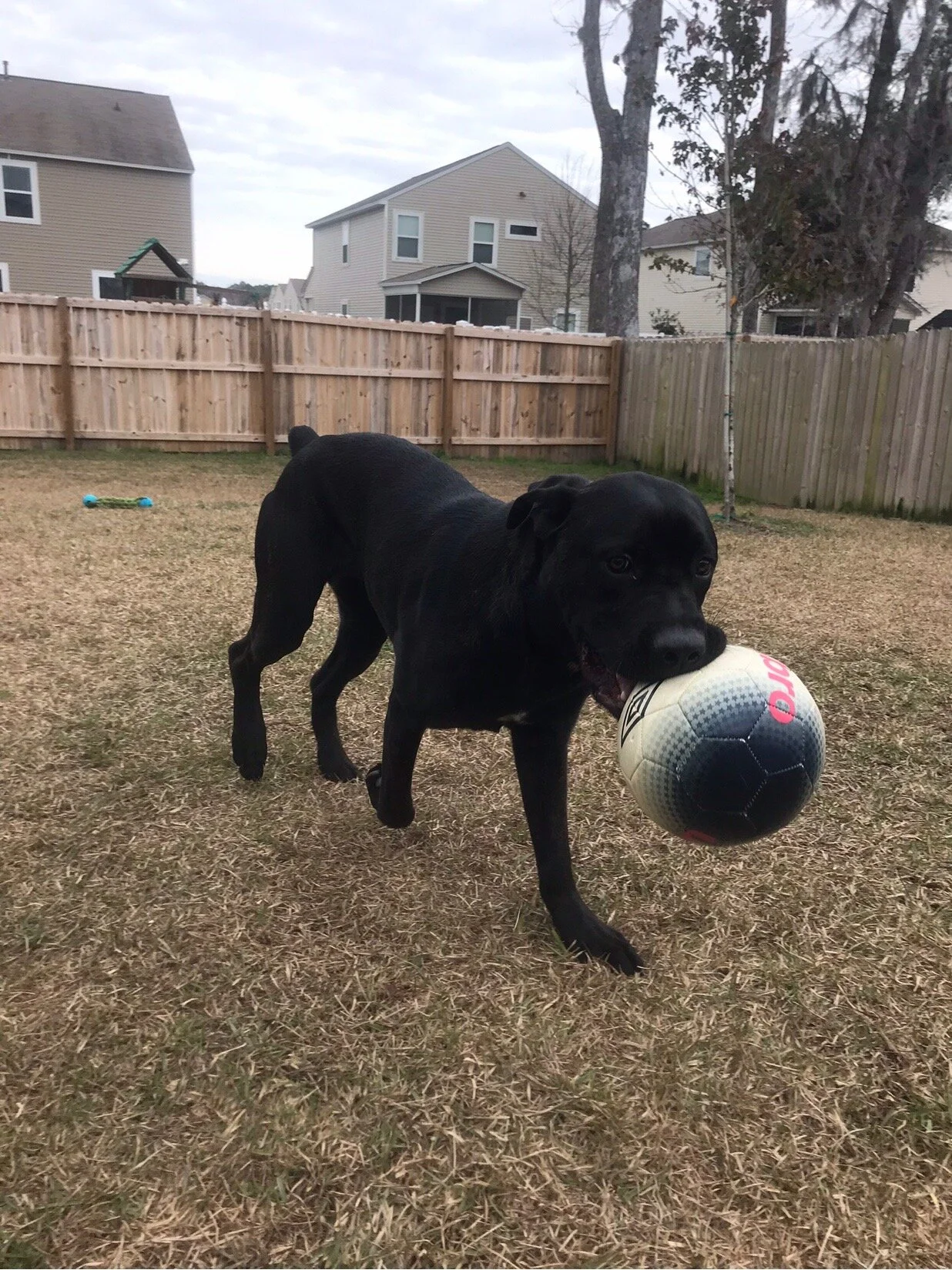 Gunny needs a foster hero soon!