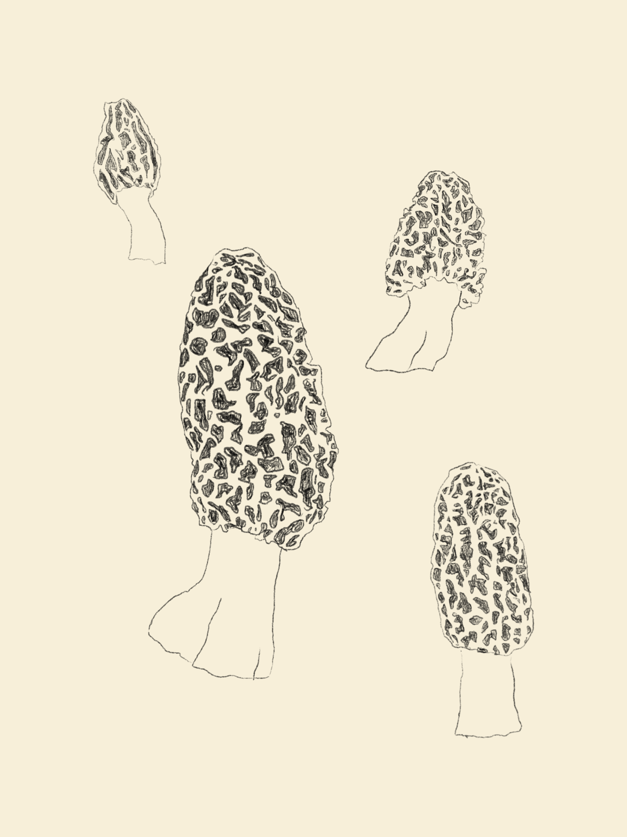 Untitled_Artwork (5).PNG